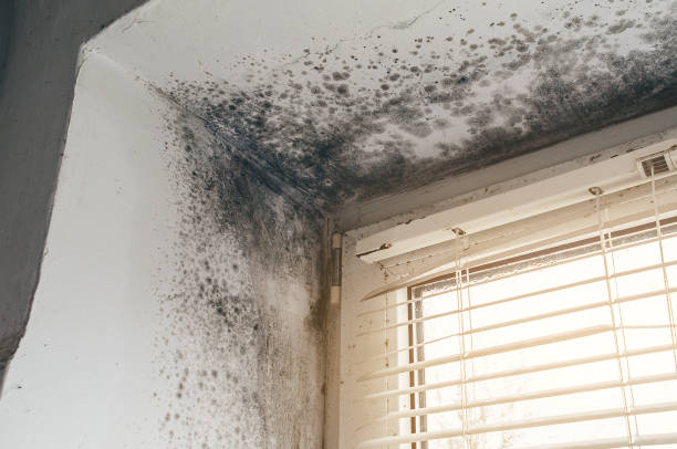 Mold Removal service in Woodcliff Lake